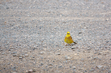 Obraz premium a male yellowhammer (Emberiza citrinella) on a stone track, Salisbury Plain Wiltshire