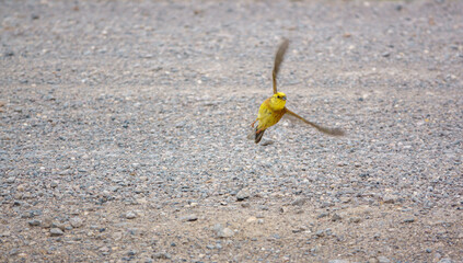 a male yellowhammer (Emberiza citrinella) on a stone track, Salisbury Plain Wiltshire