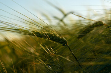 Spikelets of barley ripen in the field