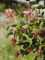 Lonicera heckrottii 'Gold Flame' |  Chèvrefeuille à flamme dorée, plante grimpante  à fleurs en...