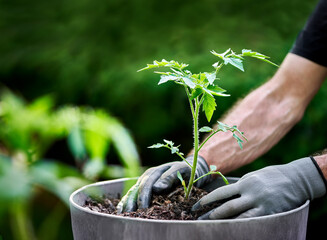 Hands transplanting tomato plant into a pot for a container garden.
