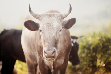 Portrait of a beige bull.