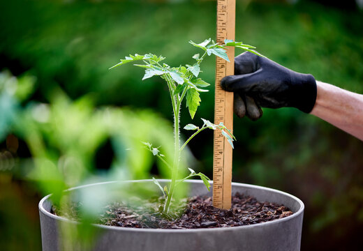 Ruler measuring growth on a newly planted tomato plant in a container garden