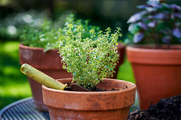 Newly planted marjoram herb in container garden with basil and thyme background
