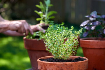 Male hands planting herbs into pots for container garden