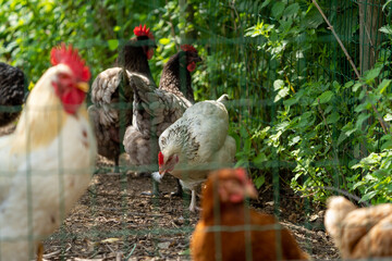 Chickens behind a green fence looking at the camera or looking for some food on a farm with a lot of green colours in the background