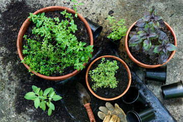 Overhead view of freshly planted herbs growing in container garden pots