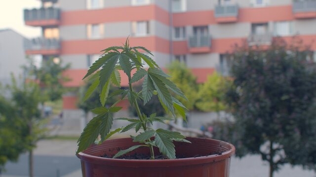 A Marijuana Plant On The Background Of A Gray-red Apartment Building With Windows And Balconies. Recreational Cannabis States See Population Growth. Demographic Trends Among Cannabis Users.