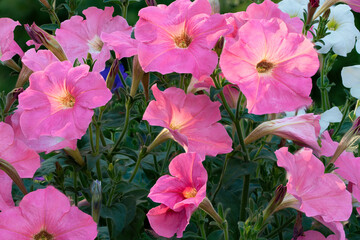 Group of beautiful petunia flowers on a background of lush green foliage
