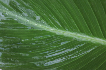 A green leaf with water drops, used for the background.