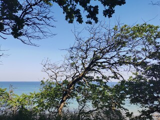 Coastal forest at the baltic sea in Rostock, Germany