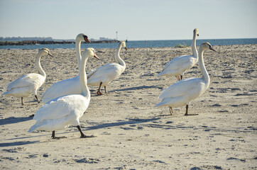 Swans walking on a sandy beach