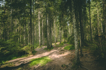 Romanian Mountains - Padis - Apuseni
