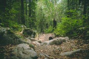 Romanian Mountains - Padis - Apuseni