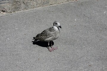 black headed gull