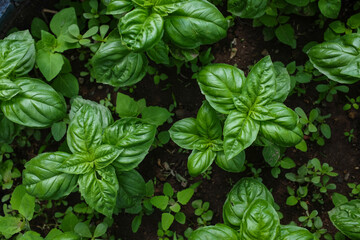 Fresh basil in a garden