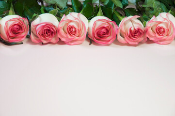 fresh rose flowers lie in a row on a pink background, greetings, postcard. High quality photo