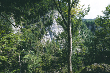 Romanian Mountains - Padis - Apuseni