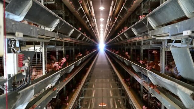 Indoor farm of hens that lay eggs.