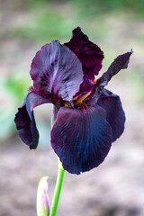 Czarno-fioletowy irys - zbliżenie kwiatu - obrazy, fototapety, plakaty