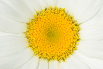 Pistil of a beautiful daisy. 