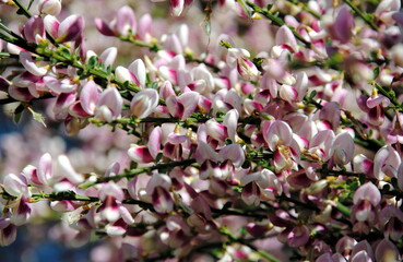 Fototapeta na wymiar Flowering branches with many pink and purple flowers on a cultivar of common or Scotch or English broom (Cytisus scoparius)