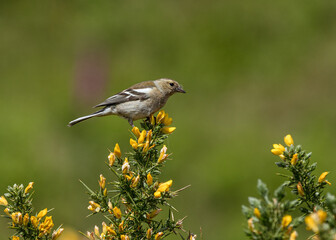 Obraz premium Female Chaffinch sat on top of a yellow gorse bush.