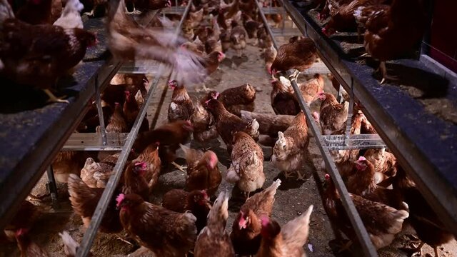 Indoor farm of hens that lay eggs.