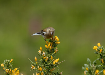 Female Chaffinch sat on a yellow gorse bush.
