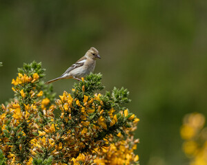 Female Chaffinch sat on a yellow gorse bush.