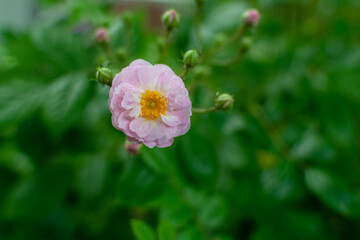 Fototapeta premium A small soft pink-white rose.