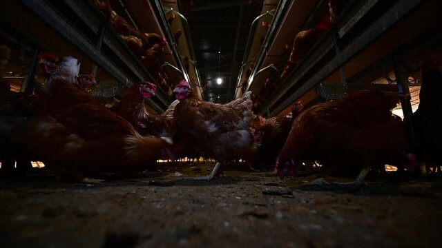 Indoor farm of hens that lay eggs.