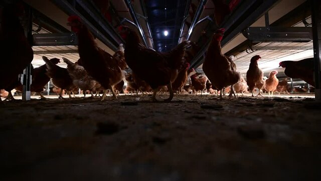 Indoor farm of hens that lay eggs.
