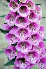 Close up of a flowering common foxglove (Digitalis purpurea) with purple tubular pending flowers with heavily spotted interior © Maria