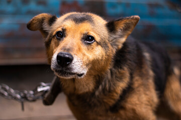 Beautiful portrait of a dog on a leash