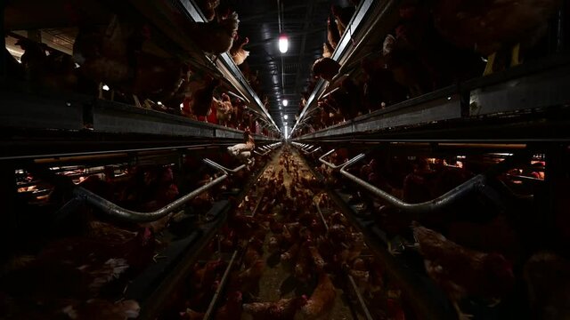 Indoor farm of hens that lay eggs.