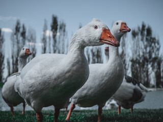 geese on the woods