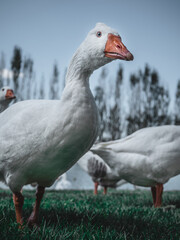 geese on the woods