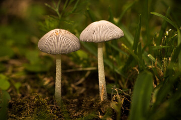 Pair of little umbrella-style mushrooms with a green background of plants. Macro photography with real illumination
