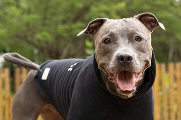 Pit bull dog in a black sweatshirt playing in the park on a cold day. Pit bull in dog park with ramp, green grass and wooden fence.