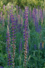 Linear floral garmony in vintage style