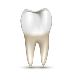 White tooth with root on white background