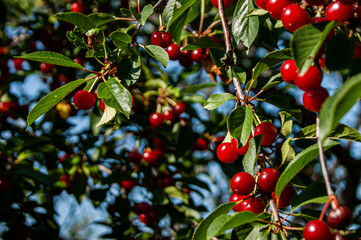 Red rich cherries on a branch. Very tasty and ripe. The variety of cherry Morel.