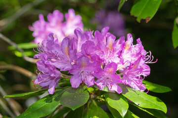 Close up of pink Rhododendron flowers in bloom