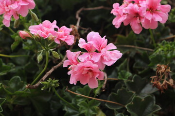 Wild flowers in the streets of Cusco, Peru