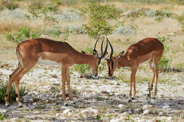 Two black faced impala