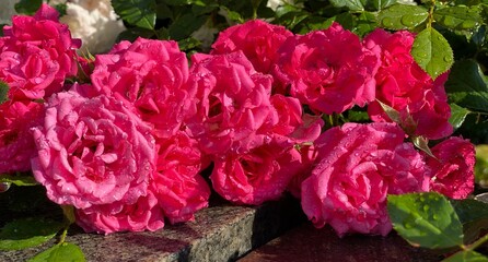 Roses flowers in garden after summer rain. Pink fresh roses. Rain drops on rose petals. Lush floribunda rose flower in Rosarium park. 