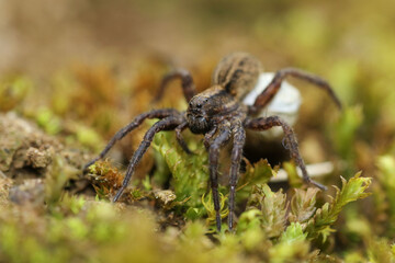 Laying-carrying Alopecosa spider on the ground