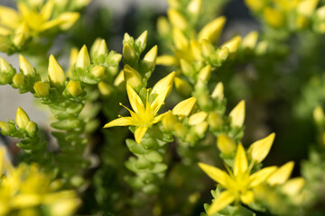 un bel tappeto di piccoli fiori gialli che crescono sulle rocce di un ghiaione di montagna