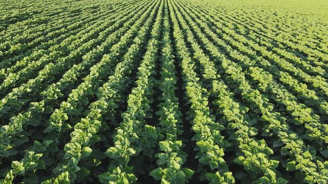Aerial Movement over even young rows of sunflowers. Agricultural field Cultivated